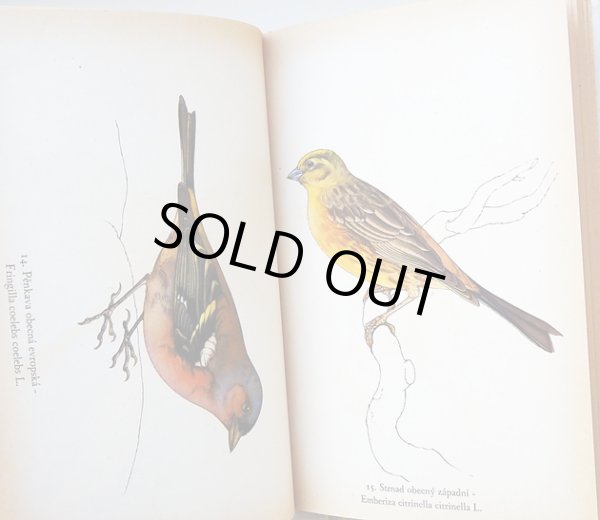 画像3: カレル・スヴォリンスキー Karel Svolinsky:絵 Josef Jirsik:著 / Ptaci (鳥図鑑）＜チェコ絵本＞ (3)