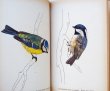 画像4: カレル・スヴォリンスキー Karel Svolinsky:絵 Josef Jirsik:著 / Ptaci (鳥図鑑）＜チェコ絵本＞ (4)