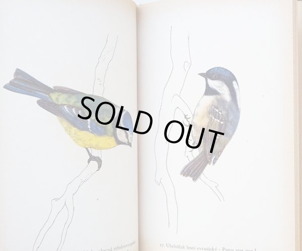 画像4: カレル・スヴォリンスキー Karel Svolinsky:絵 Josef Jirsik:著 / Ptaci (鳥図鑑）＜チェコ絵本＞ (4)