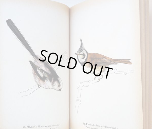 画像5: カレル・スヴォリンスキー Karel Svolinsky:絵 Josef Jirsik:著 / Ptaci (鳥図鑑）＜チェコ絵本＞ (5)