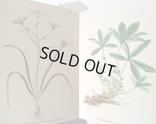 画像2: カレル・スヴォリンスキー Karel Svolinsky:絵 F. A. Novak:著 /  Rostliny 2 (植物) <チェコ絵本> (2)