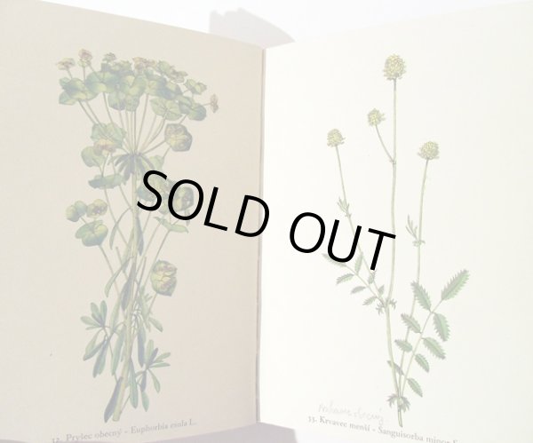 画像3: カレル・スヴォリンスキー Karel Svolinsky:絵 F. A. Novak:著 /  Rostliny 2 (植物) <チェコ絵本> (3)