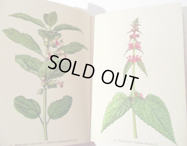 画像4: カレル・スヴォリンスキー Karel Svolinsky:絵 F. A. Novak:著 /  Rostliny 2 (植物) <チェコ絵本> (4)