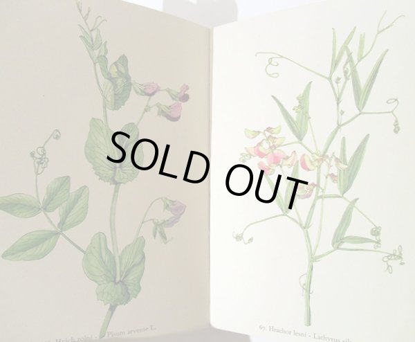 画像5: カレル・スヴォリンスキー Karel Svolinsky:絵 F. A. Novak:著 /  Rostliny 2 (植物) <チェコ絵本> (5)