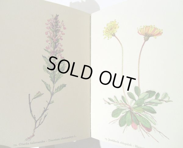 画像6: カレル・スヴォリンスキー Karel Svolinsky:絵 F. A. Novak:著 /  Rostliny 2 (植物) <チェコ絵本> (6)