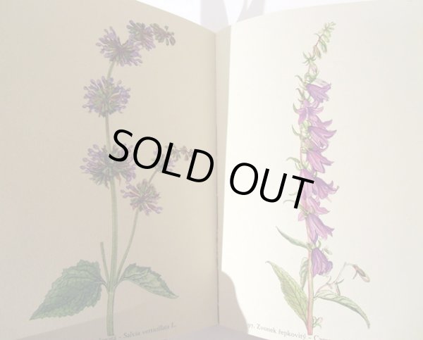 画像7: カレル・スヴォリンスキー Karel Svolinsky:絵 F. A. Novak:著 /  Rostliny 2 (植物) <チェコ絵本> (7)