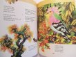 画像5: イジー・トルンカ Jiri Trnka / TRNKUV SPALICEK RIKADEL, PISNICEK A POHADEK ＜チェコ絵本＞ (5)